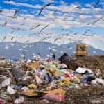 Skládka odpadu se spoustou odpadků, ptáky a bagrem