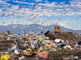 Skládka odpadu se spoustou odpadků, ptáky a bagrem
