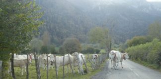 krávy na cestě